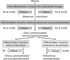 Placental Origins Of Preeclampsia Hypertension