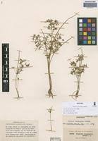 Image result for Pycreus gracillimus