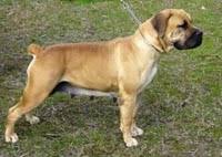 The advantage of the black dog is the fact that you could. Boerboel Breeders Links And Breed Information On Pups4sale Com Au
