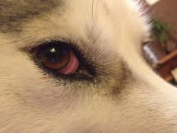 Homeopathy For Pink Eyes Homeopathy Natural Pink Eye Remedy Pink Eyes
