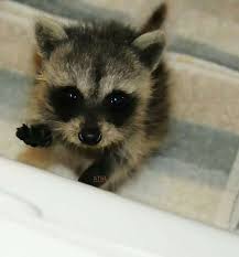 A Cute Baby Raccoon Looking Up To Someone For Food Cute Animals Cute Baby Animals Baby Raccoon