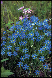 The densely packed flowers, rich in nectar, attract bees, beelike flies, and butterflies. Wildflowers Of Texas Texas Highways