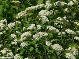 Maybe you would like to learn more about one of these? Downy Arrowwood Viburnum Rafinesquianum