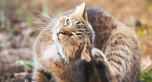 Ear Infections In Cats And Dogs 5 Types Of Microscopic Common Causes Cat Ear Infections Cats Cat Allergies