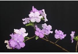 Image result for Brunfelsia australis