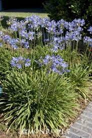 Queen Anne Agapanthus Plants Florida Plants Front Flower Beds