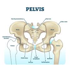 Image result for Pubic Apophysitis