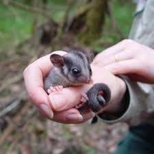 This Tiny Leadbeater S Possum Australia Animals Cute Australian Animals Animals