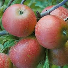 We have done our best to indicate. Best Fruit Trees For Small Gardens Dwarf Fruit Trees For Patio Balcony