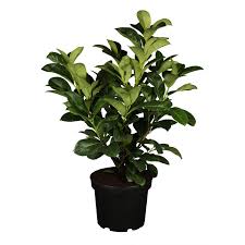 Er ist in vielerlei hinsicht ähnlich wie der kirschlorbeer, aber es handelt sich um eine kompaktere sorte, die sich ideal für bereiche eignet, in denen der gewöhnliche lorbeer zu groß ist. Kirschlorbeer Etna Hohe Ca 60 80 Cm Topf Ca 5 L Prunus Kaufen Bei Obi