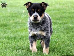 Farm born and raised pure bred blue heeler cattle dog. Blue Heeler Mix Blue Heeler Puppies Cattle Dog Puppy Heeler Mix Puppies