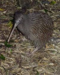 Okarito Kiwi Wikipedia In 2020 Kiwi Kiwi Bird Vulnerable Species