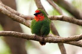 Red Headed Parrot Finch New Caledonia Cute Birds Pretty Birds Horse Pictures