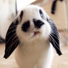 Black And White Bunny Names Bunny Tongue Summer Water Tongueouttuesday Funny Rabbit Silly Animals Cute Funny Animals