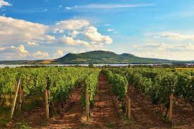 Morava pre gurmánov: Kde ochutnať najlepšie víno a jedlo