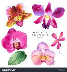 Botanical Illustration With Realistic Tropical Flowers And Leaves Watercolor Collection Of Orchid Flowers Han Orchids Painting Flower Painting Orchid Drawing