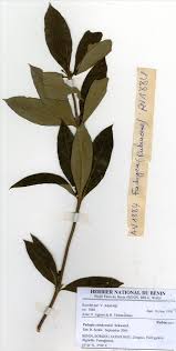 Image result for Fadogia cienkowskii