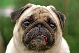 We love the pet hospitals and can't recommend them enough! Veterinarian In Omaha Ne Exceptional Vet Care Local Animal Hospital