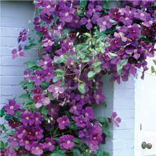 Maybe you would like to learn more about one of these? Jackmani Clematis Flowering Vine Collections Etc