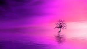 Enjoy and share your favorite beautiful hd wallpapers and background images. Tree Pink Horizon Lonely 4k Hd Wallpapers Hd Wallpapers Id 32192