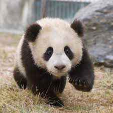 It takes 28 pounds of bamboo to satisfy a giant panda's daily dietary needs, and it. Visit Adorable Baby Cubs At China S New Panda Center Conde Nast Traveler