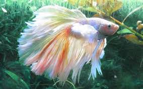 Betta Fish Feeding Guide Food Type Schedule Quantity Frequency Aquariumnexus
