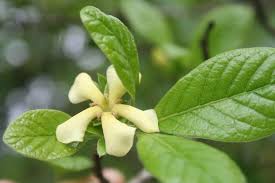 Image result for Catunaregam