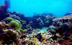 Malam pemandangan pantai laut dengan batu. Halaman Download 17 Foto Pemandangan Bawah Laut Pemandangan Alam Bawah Laut M