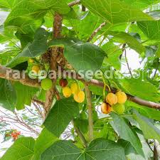 Image result for Jatropha curcas