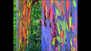 Maybe you would like to learn more about one of these? Rainbow Eucalyptus An Unusual Tree With A Multicoloured Trunk Owlcation