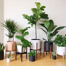 Bring Nature Inside Your Home With Home Plants There Are Home Plants In All Sorts Sizes And Shapes Some Interior Plants House Plants Indoor Plant Decor
