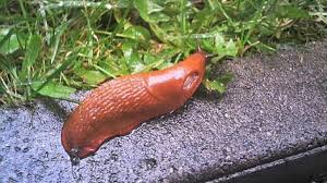 Nacktschnecken Frag Mutti In 2020 Nacktschnecken Schnecken Schadlinge Im Garten
