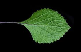 Image result for Plectranthus fruticosus