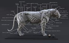 Lion Ecorche Model Muscles Study 3d Model Lion Anatomy Cat Anatomy Muscle