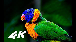 Birds For Cats To Watch 4k 4k Video Ultrahd Hdr Sony 4k Videos Demo Test Nature Relaxation Movie Fo Demo Video Be With You Movie 4k Video