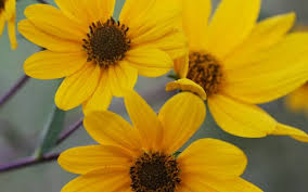 Image result for Helianthus angustifolius