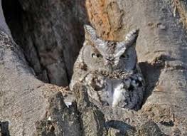 Nestlings begin doing this when they are about 8 days old. Eastern Screech Owl Eastern Screech Owl Western Screech Owl Owl Sounds