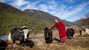 Sikkim sikkim, jungle book, animals from in.pinterest.com. Yak Across Borders Bhutan Gifts Breeding Bulls To Nepal And India For Gene Pool Improvement Icimod