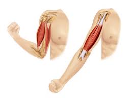 Over exercising is a common cause of muscle twitching in the upper arms. Muscular System Structure Advanced Read Biology Ck 12 Foundation
