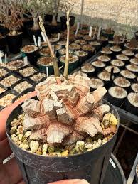 Image result for Euphorbia fanshawei