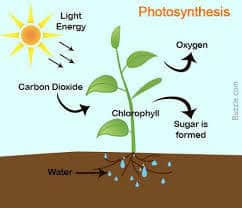 Maybe you would like to learn more about one of these? Leaving Grow Lights On 24 Hours Is It Recommended