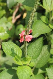Image result for Stachytarpheta mutabilis