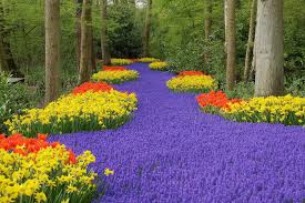 This video is about olanda 2013. Holland Bike Tour Tulip Tour 4 Or 5 Days Yubike Tours