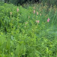 Image result for Hyparrhenia filipendula