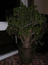 Feb 28, 2011 · my question is though. Money Plant Jade Plant Crassula Ovata Guide Our House Plants