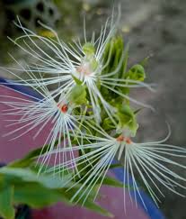 Image result for Habenaria macrandra