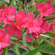 Image result for Nerium oleander