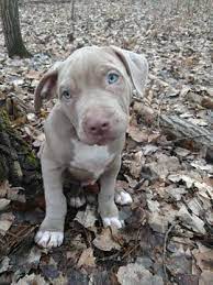 They are 8 weeks old and have been dewormed and have first. Litter Of 4 American Bully Puppies For Sale In Lake City Mi Adn 26571 On Puppyfinder Com Gender Mal Pitbull Puppies For Sale American Bully Puppies For Sale