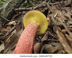 Image result for Boletus speciosus
