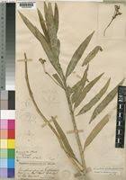 Image result for Kanahia laniflora